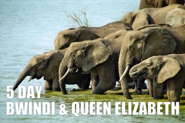 5DAYBWINDIANDQUEENELIZABETHSAFARI