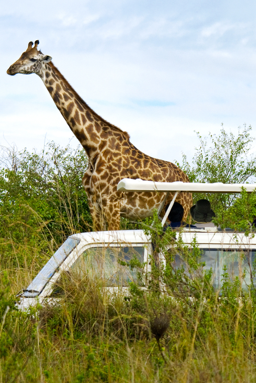 kenya safari day trips