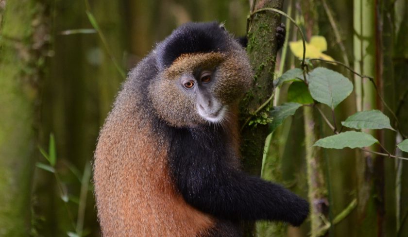 Rwanda Gorillas & Golden Monkeys Tour