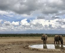 Safari in Kenya: What’s it Like?