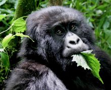 Gorilla Trekking in Uganda and Rwanda