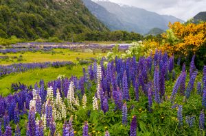 Patagonian Wildflowers